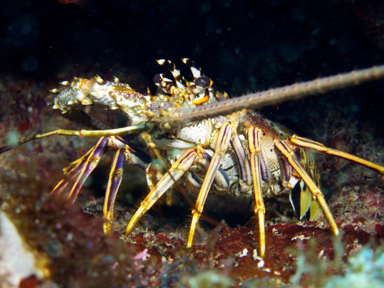 Lobster IMG_3256.jpg